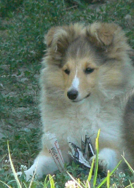 CH. Emilie jolie my princess Des mille eclats des tournesol