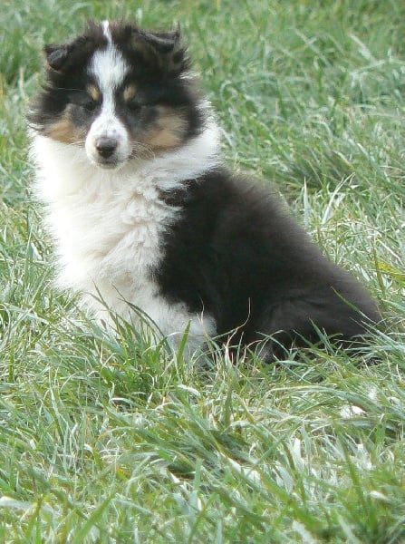 Diana ross my princess Des mille eclats des tournesol