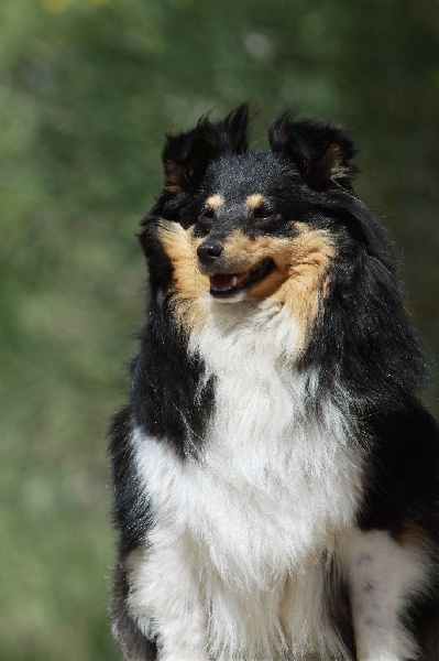 Eleanore royale princess Des mille eclats des tournesol