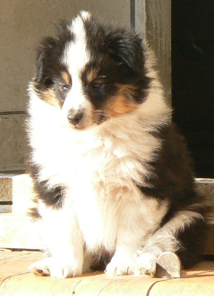 Diana ross my princess Des mille eclats des tournesol