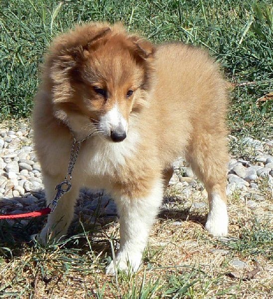 rivermist Galahad the grail knight