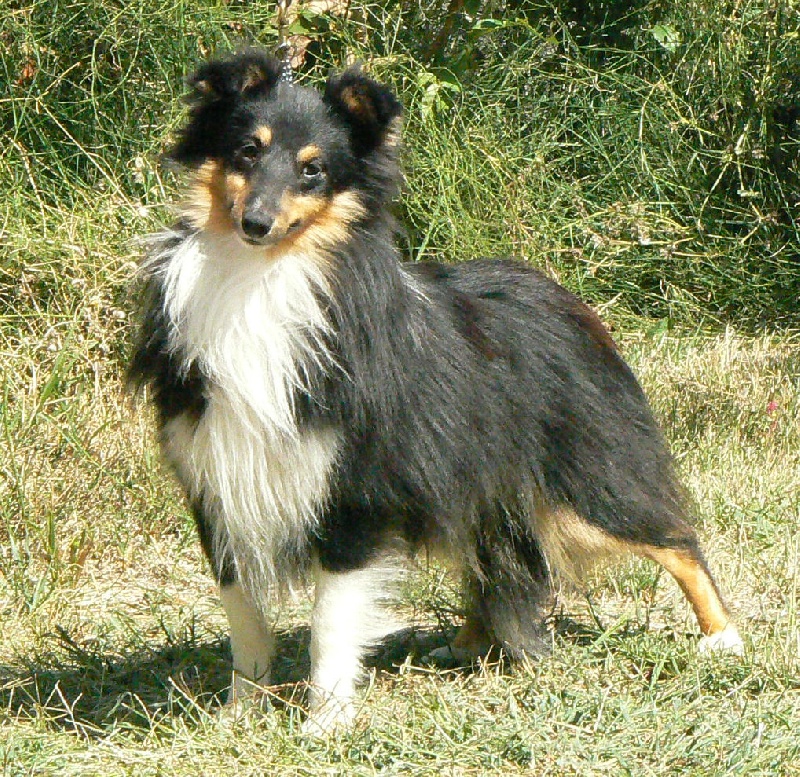 D'artagnan le chevalier Des mille eclats des tournesol