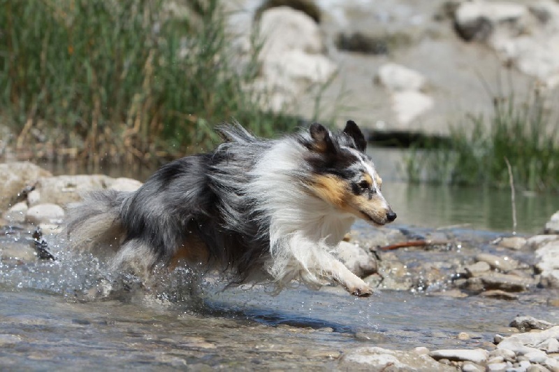 Elvis presley the king Des mille eclats des tournesol