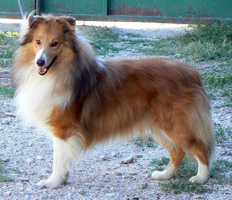 rivermist Galahad the grail knight