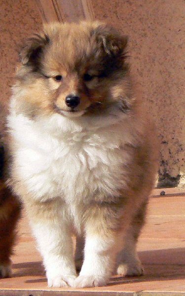 CH. Divin duel for gold freebe Des mille eclats des tournesol