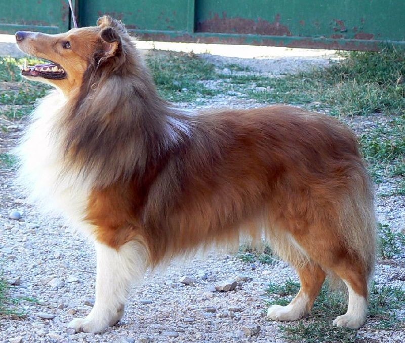 rivermist Galahad the grail knight