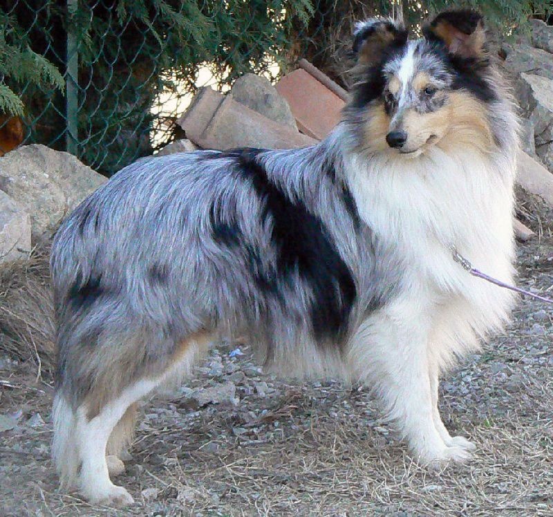 Elvis presley the king Des mille eclats des tournesol