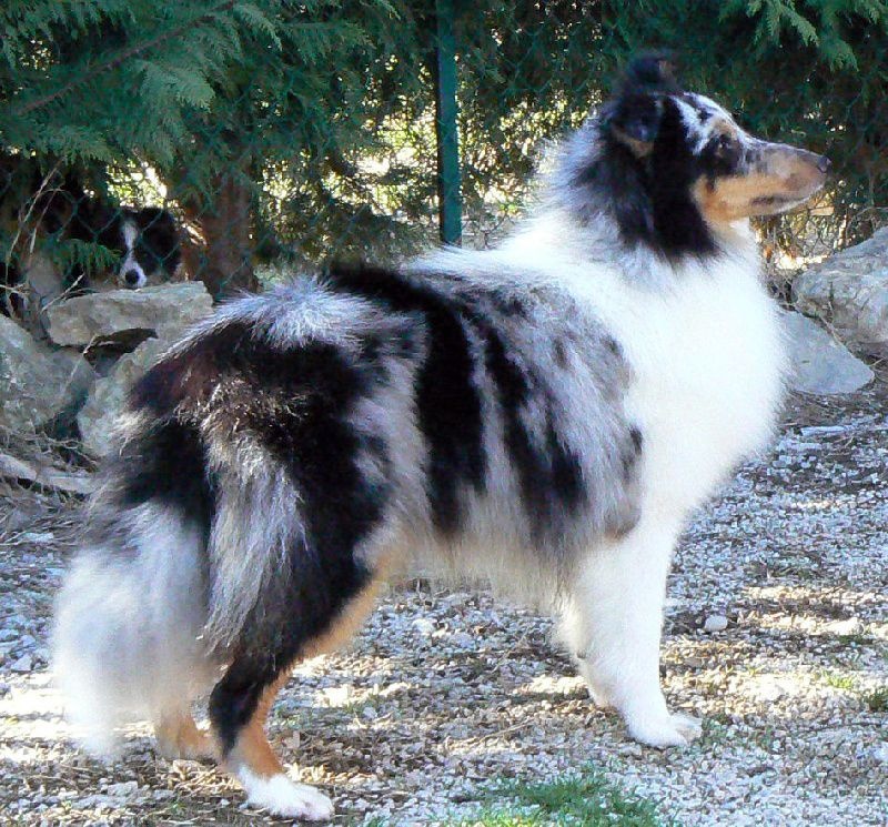 Proud to be blue Di selvaspina