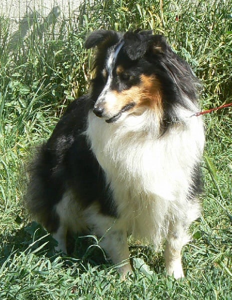 Diana ross my princess Des mille eclats des tournesol