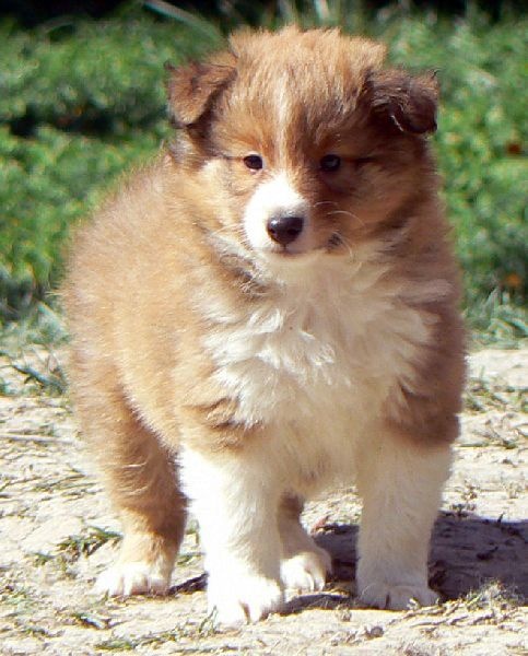 rivermist Galahad the grail knight