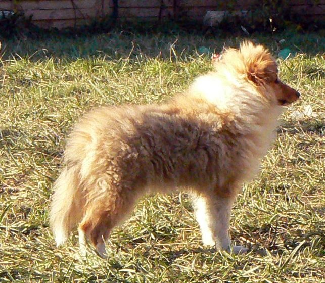 CH. Divin duel for gold freebe Des mille eclats des tournesol