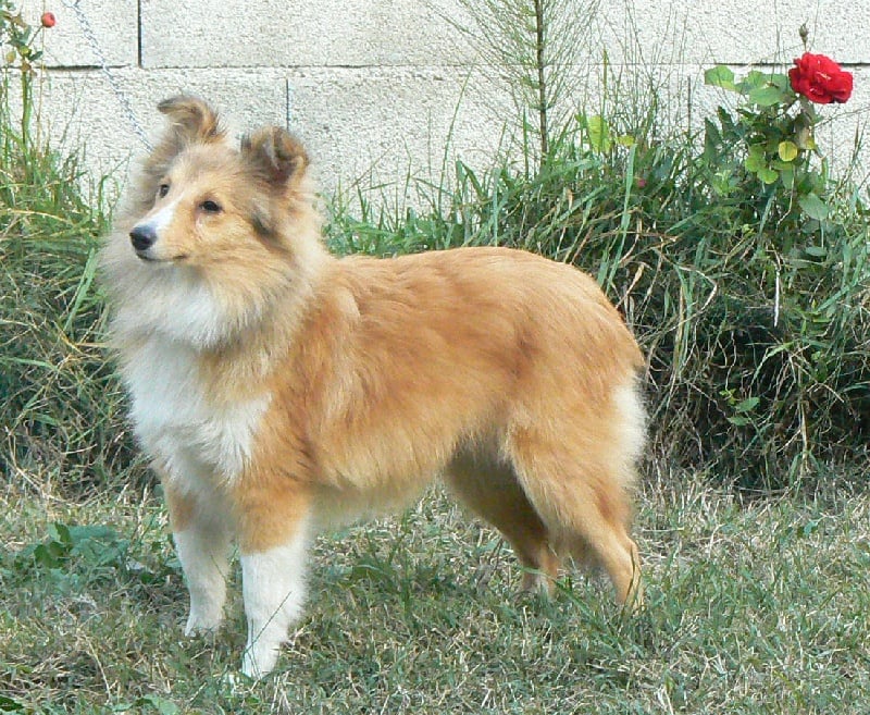 CH. Emilie jolie my princess Des mille eclats des tournesol