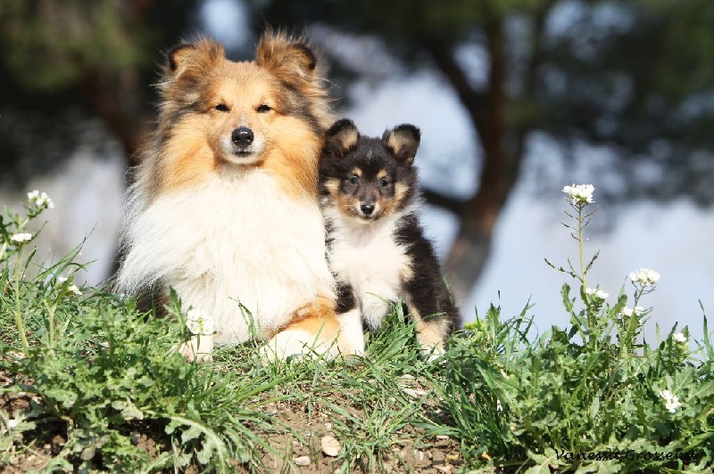 CH. Divin duel for gold freebe Des mille eclats des tournesol