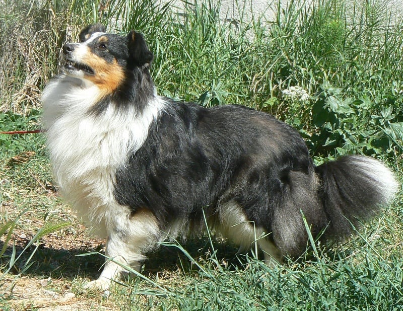 Diana ross my princess Des mille eclats des tournesol