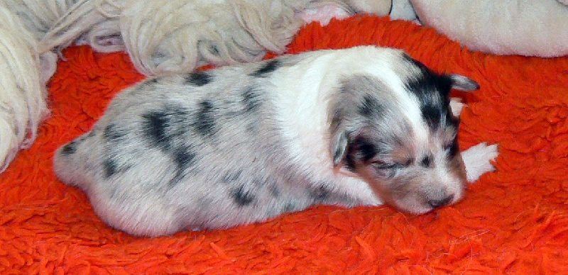 Duchesse of love Des mille eclats des tournesol