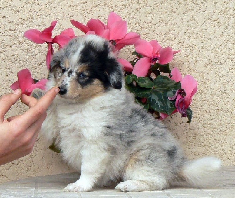 Duchesse of love Des mille eclats des tournesol