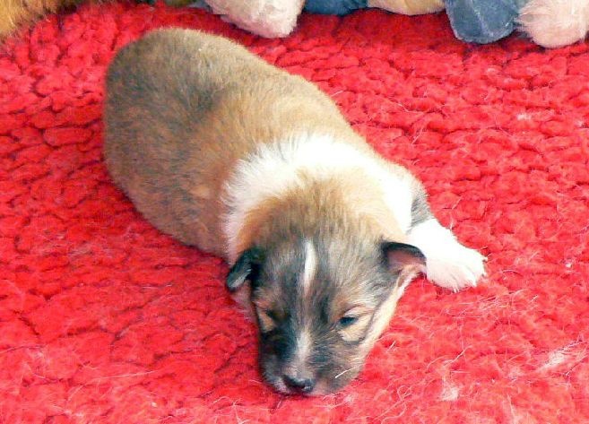 CH. Divin duel for gold freebe Des mille eclats des tournesol