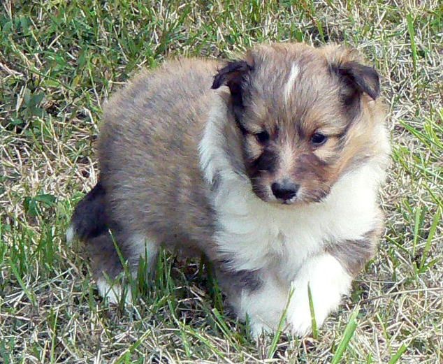 CH. Divin duel for gold freebe Des mille eclats des tournesol