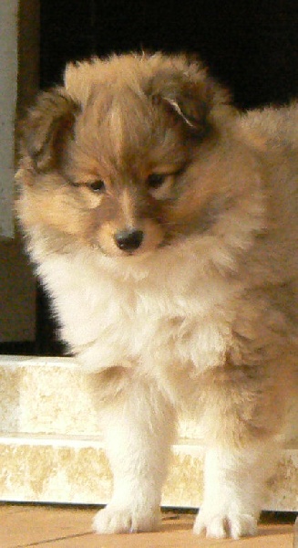 CH. Divin duel for gold freebe Des mille eclats des tournesol