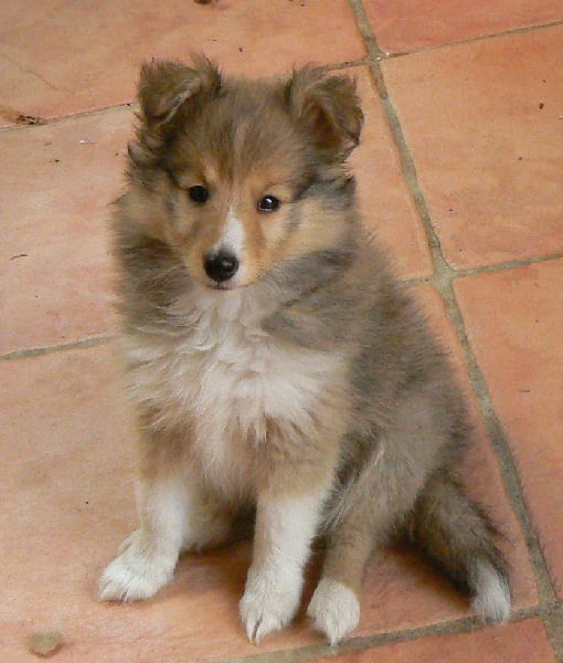 CH. Emilie jolie my princess Des mille eclats des tournesol