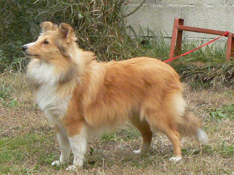 CH. Emilie jolie my princess Des mille eclats des tournesol