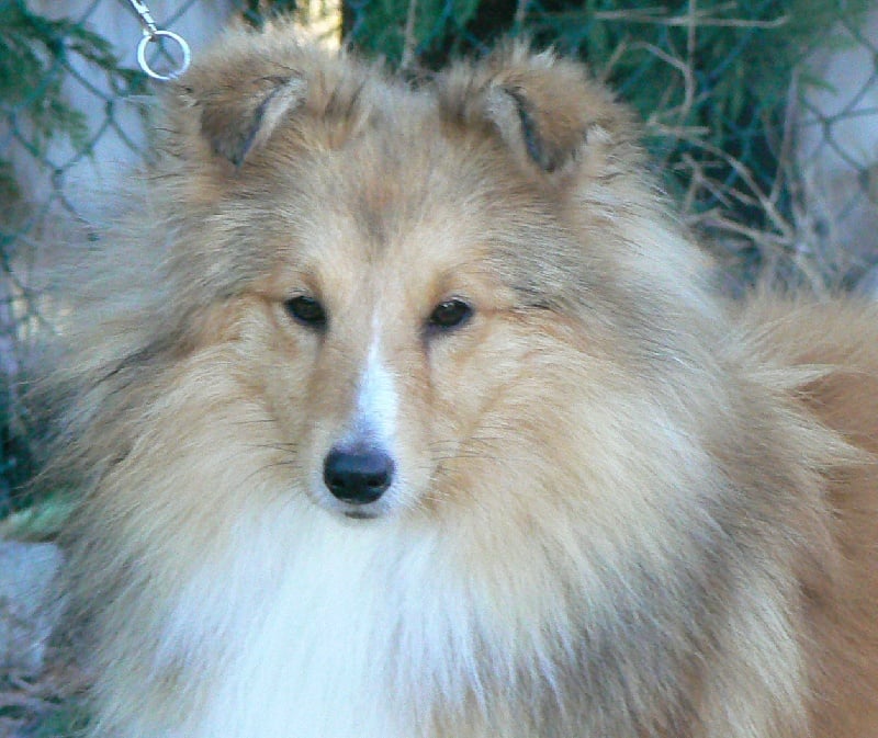 CH. Emilie jolie my princess Des mille eclats des tournesol