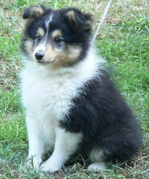 Indomptable angélique Des mille eclats des tournesol