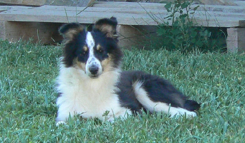 Diana ross my princess Des mille eclats des tournesol