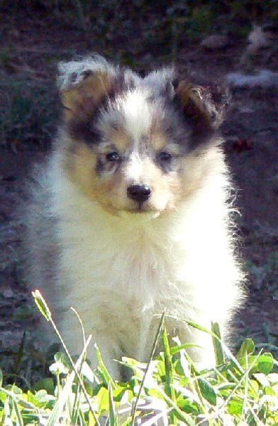 Elvis presley the king Des mille eclats des tournesol