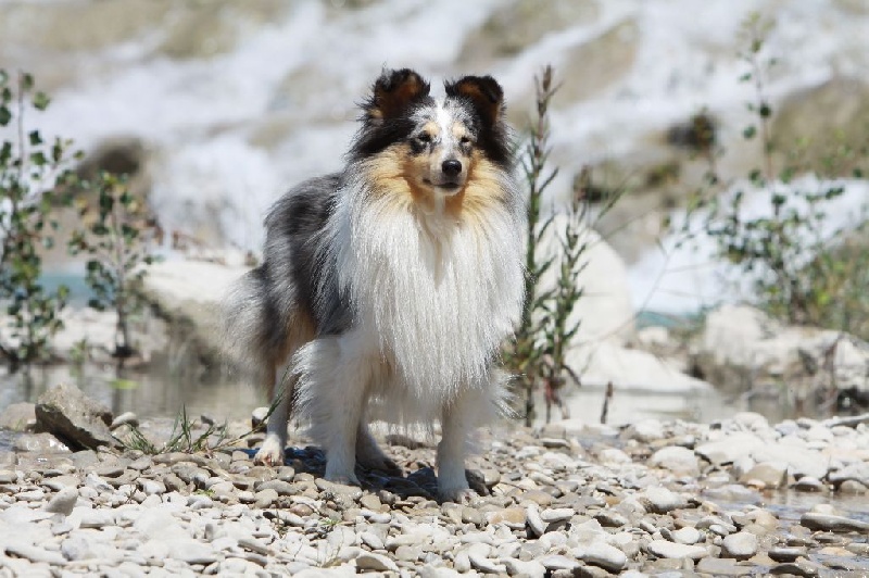 Elvis presley the king Des mille eclats des tournesol