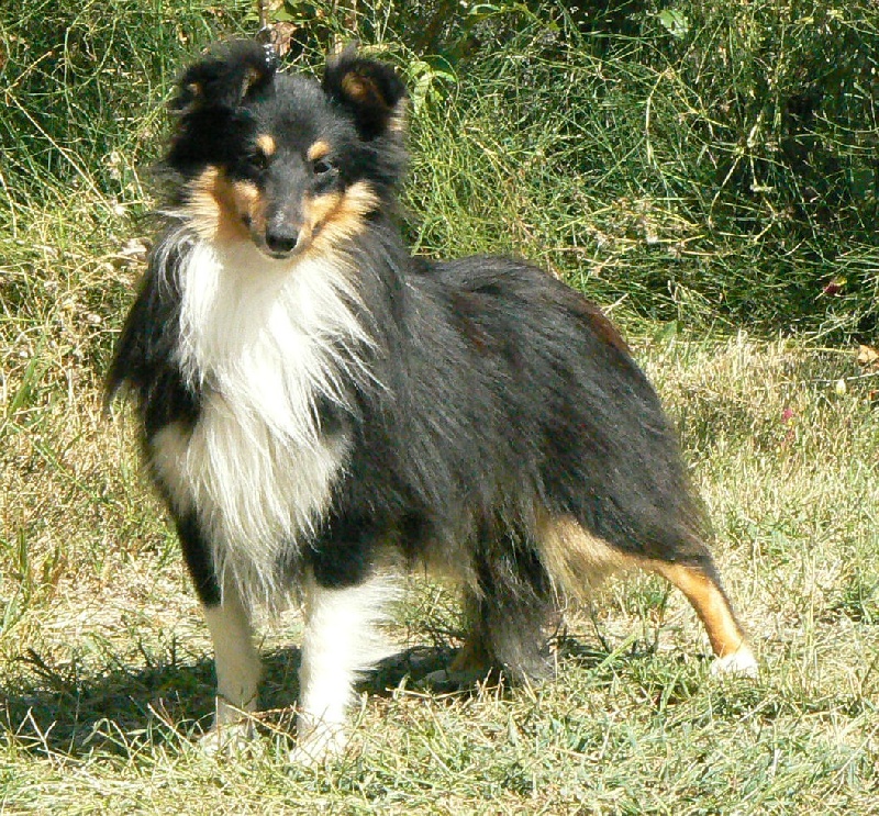 D'artagnan le chevalier Des mille eclats des tournesol