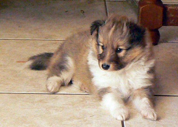 CH. Divin duel for gold freebe Des mille eclats des tournesol