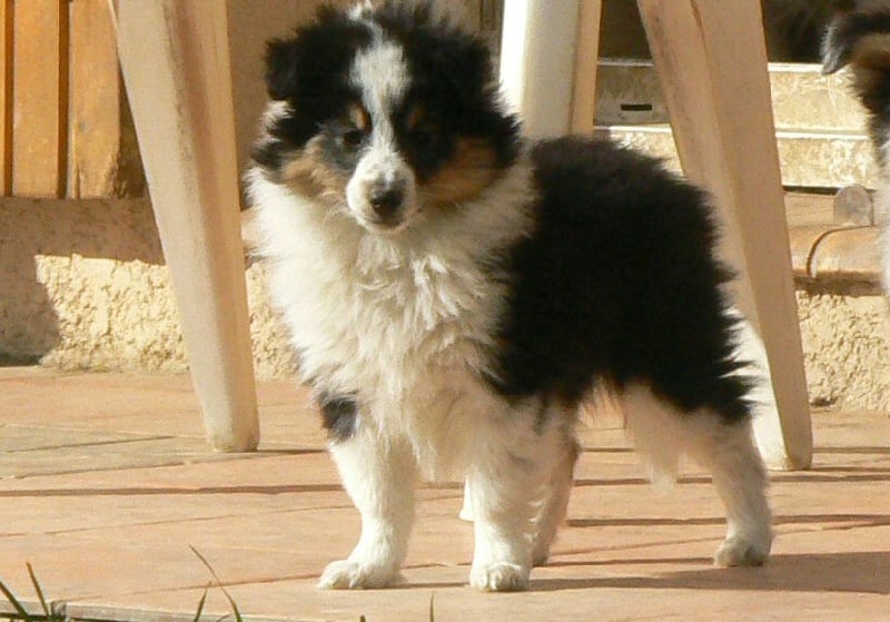 Diana ross my princess Des mille eclats des tournesol