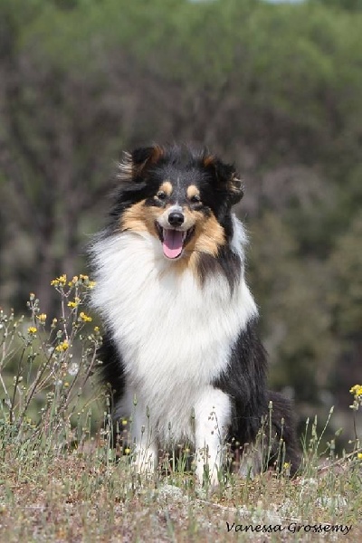Indomptable angélique Des mille eclats des tournesol