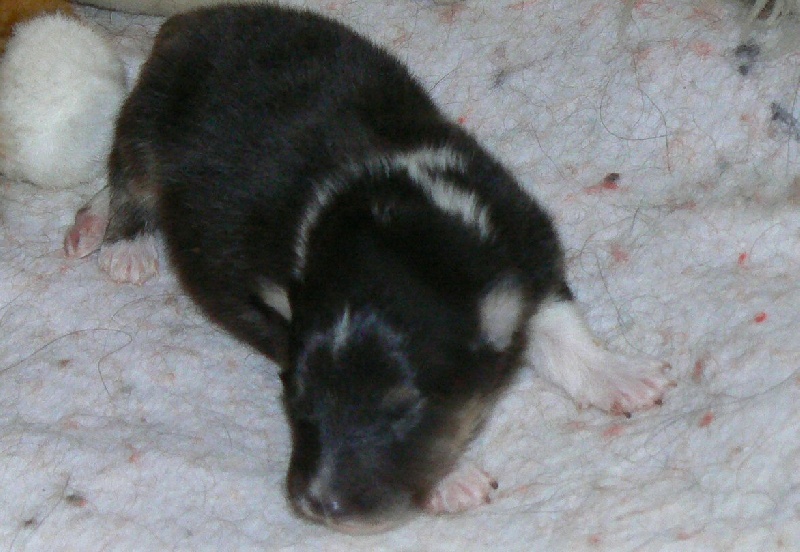 D'artagnan le chevalier Des mille eclats des tournesol