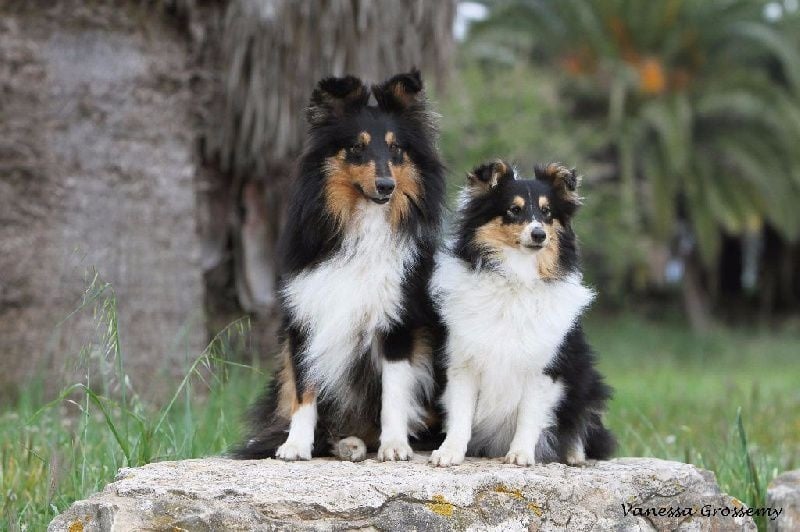 Heart of black king léo Des mille eclats des tournesol