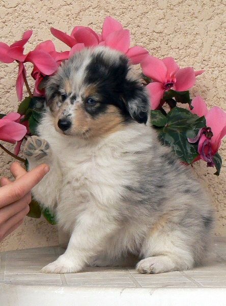 Duchesse of love Des mille eclats des tournesol