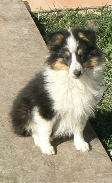 Diana ross my princess Des mille eclats des tournesol