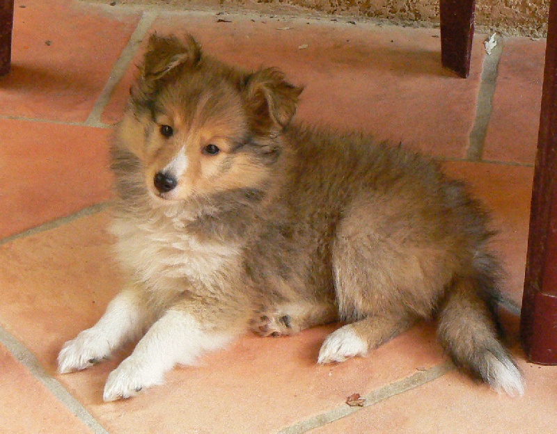 CH. Emilie jolie my princess Des mille eclats des tournesol