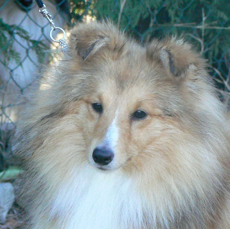 CH. Emilie jolie my princess Des mille eclats des tournesol