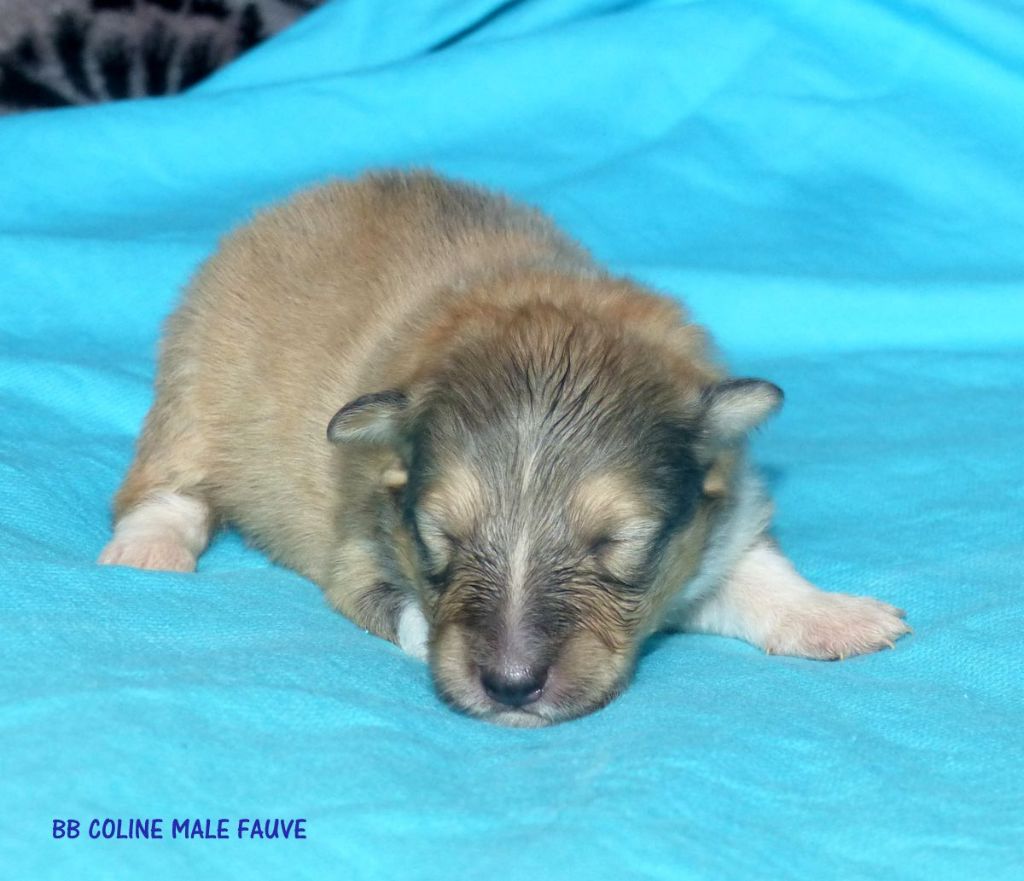 chiot Shetland Sheepdog Des mille eclats des tournesol