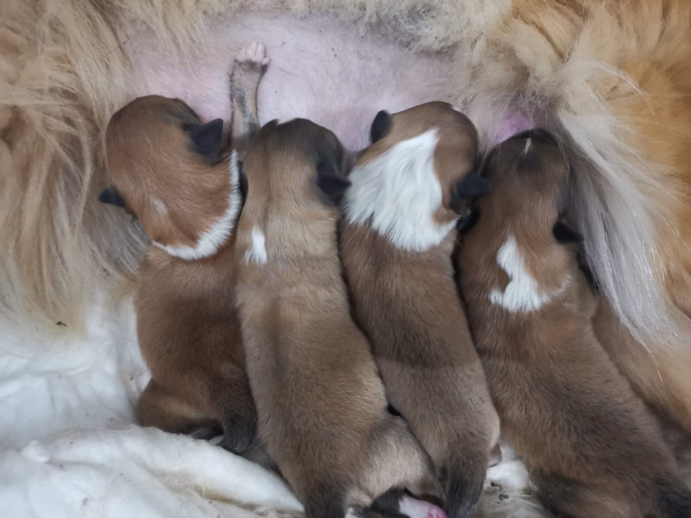 Chiot Shetland Sheepdog