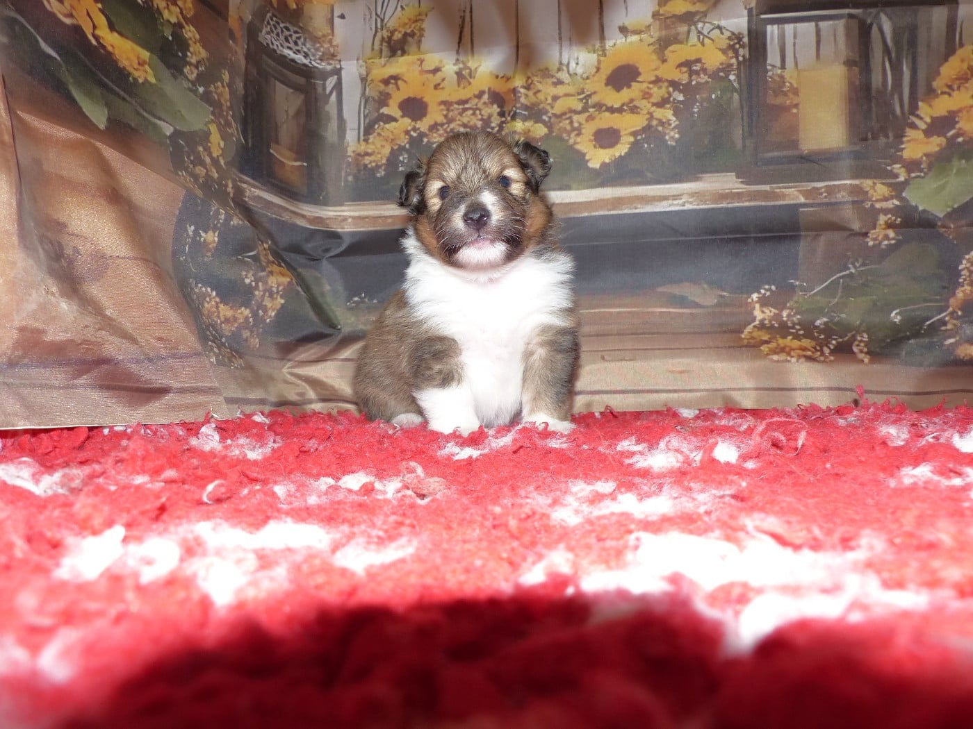 Shetland Sheepdog - Des mille eclats des tournesol