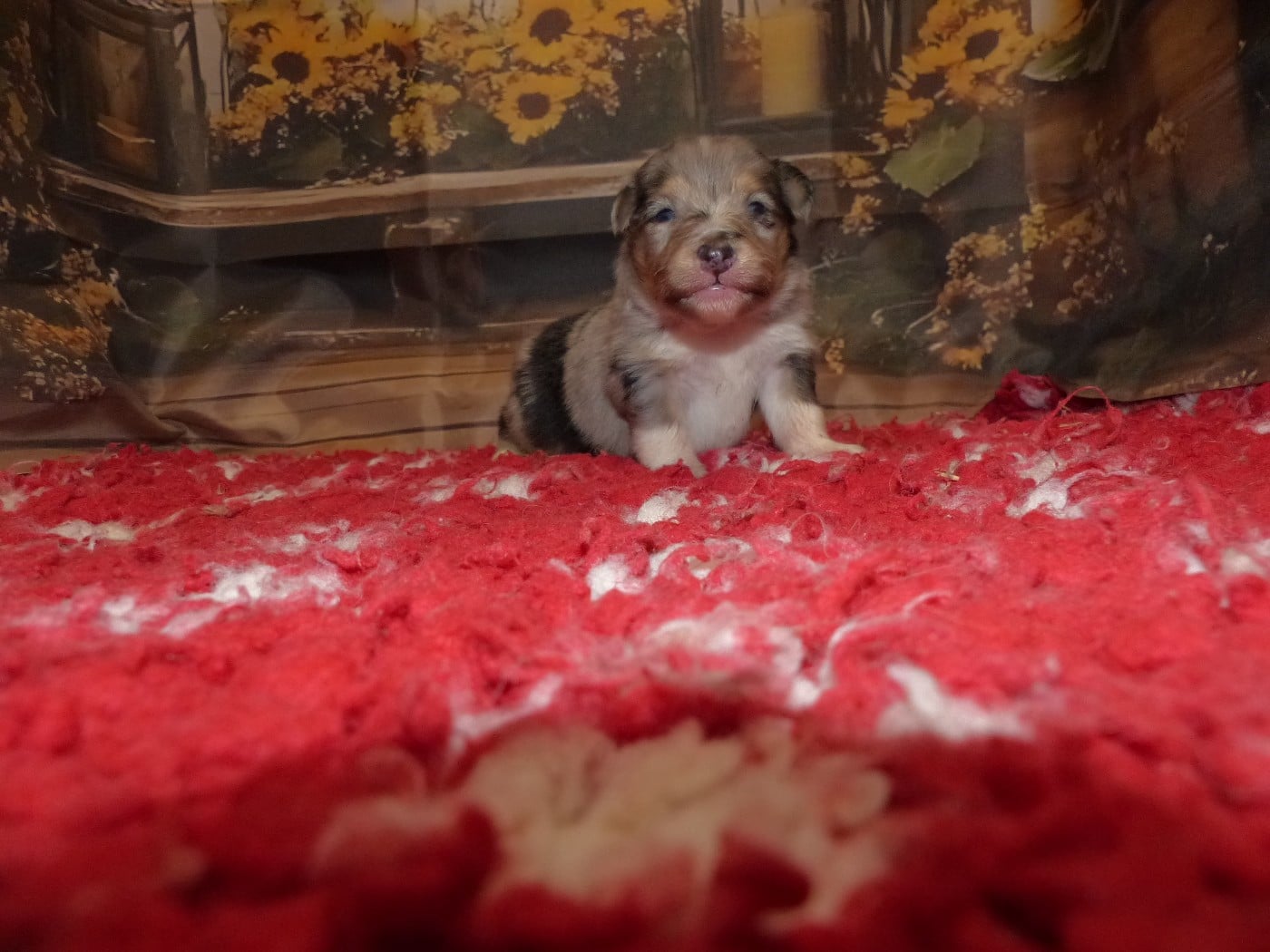 Shetland Sheepdog - Des mille eclats des tournesol