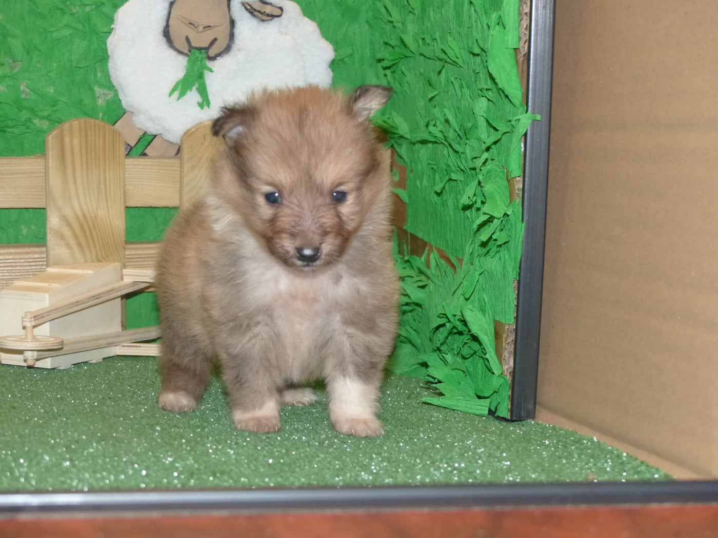 Chiot Shetland Sheepdog