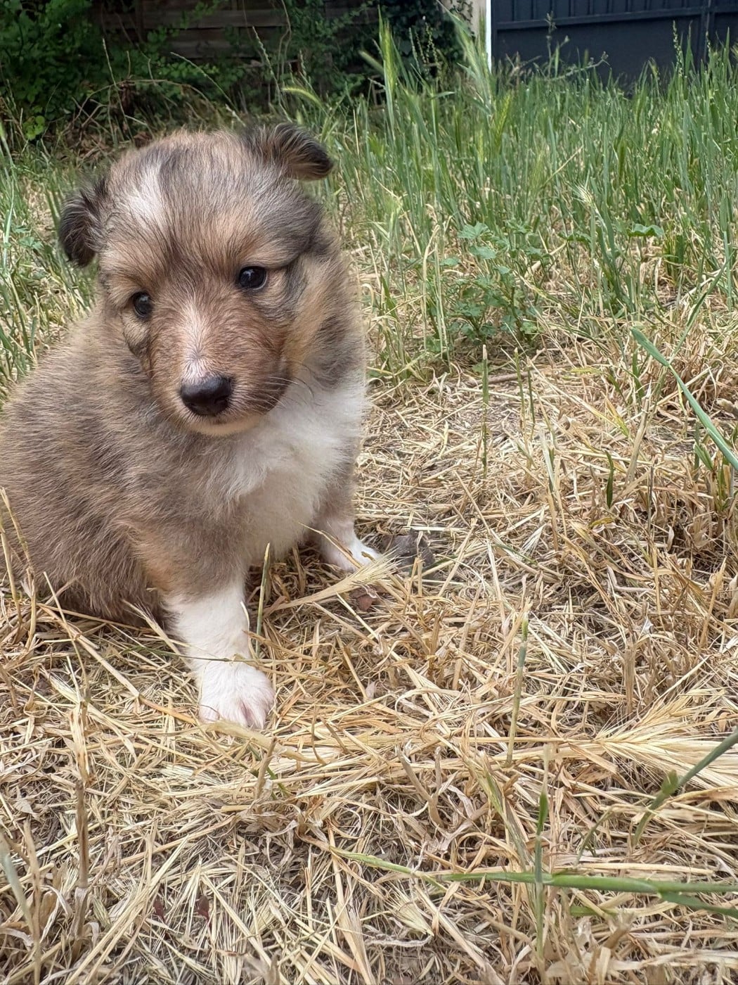 Chiot N°1