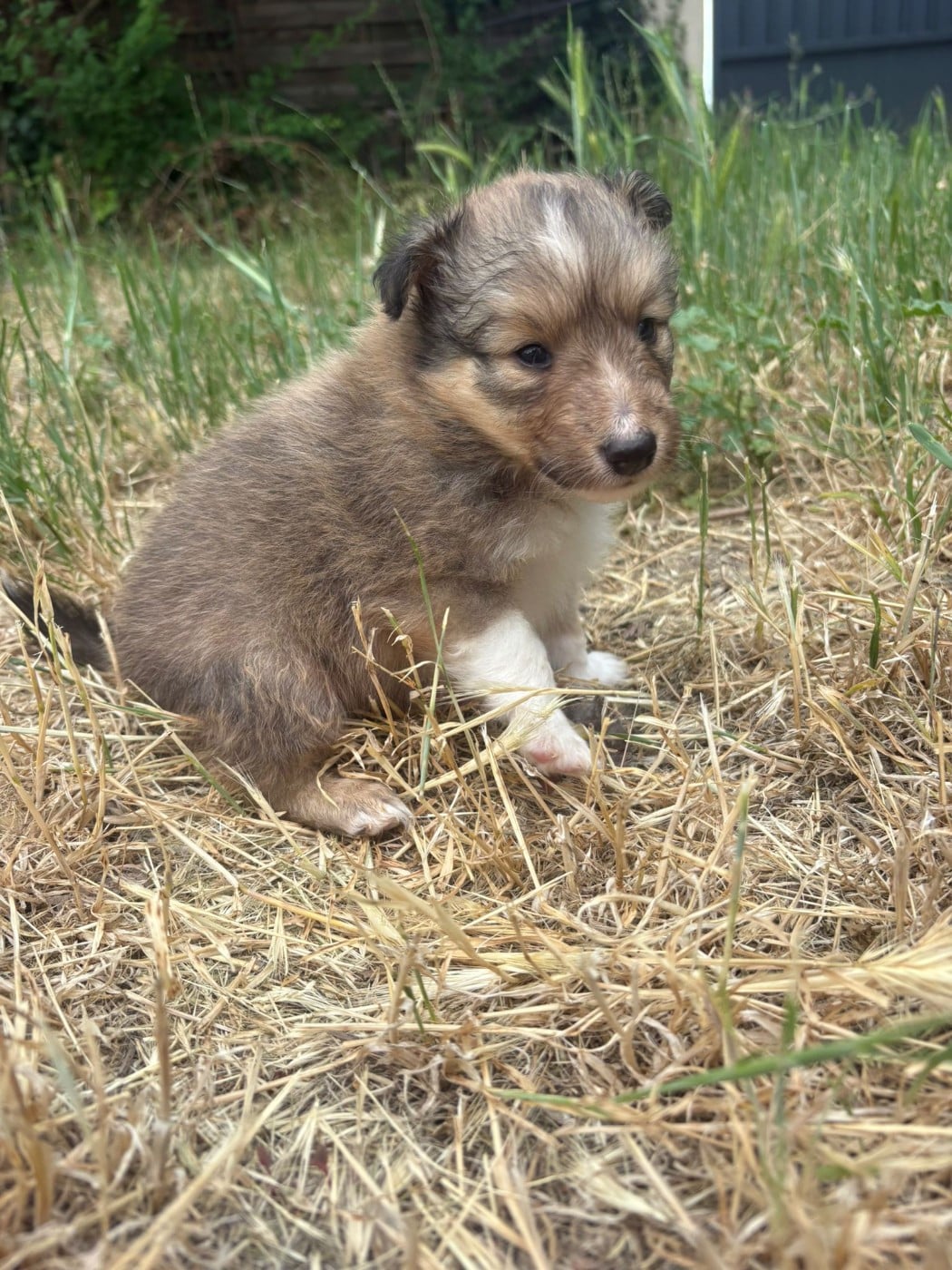 Chiot N°1