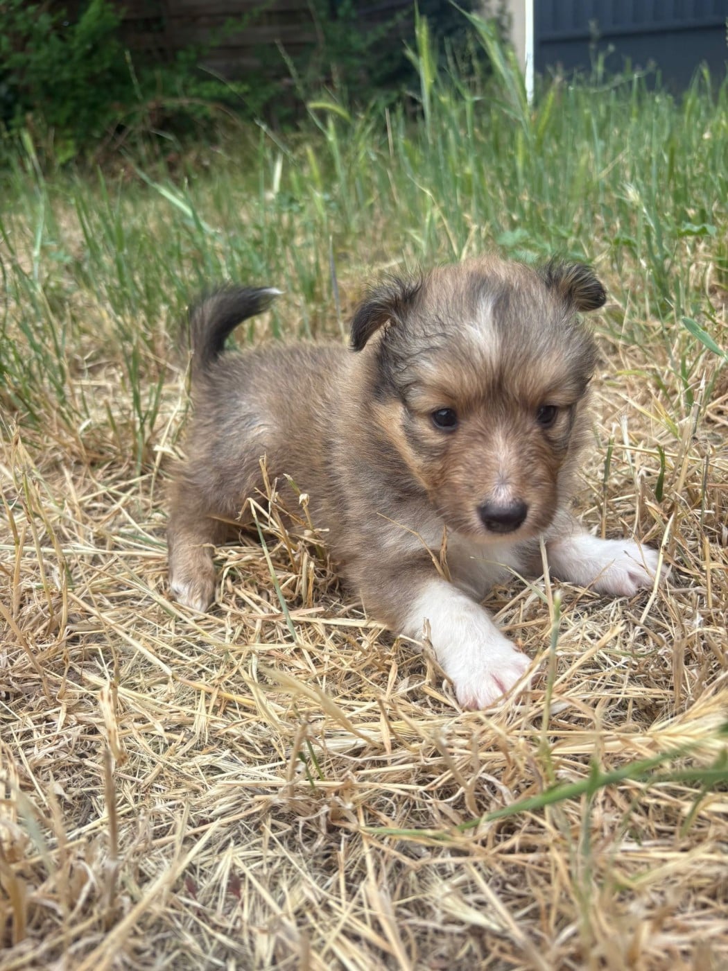 Chiot N°1