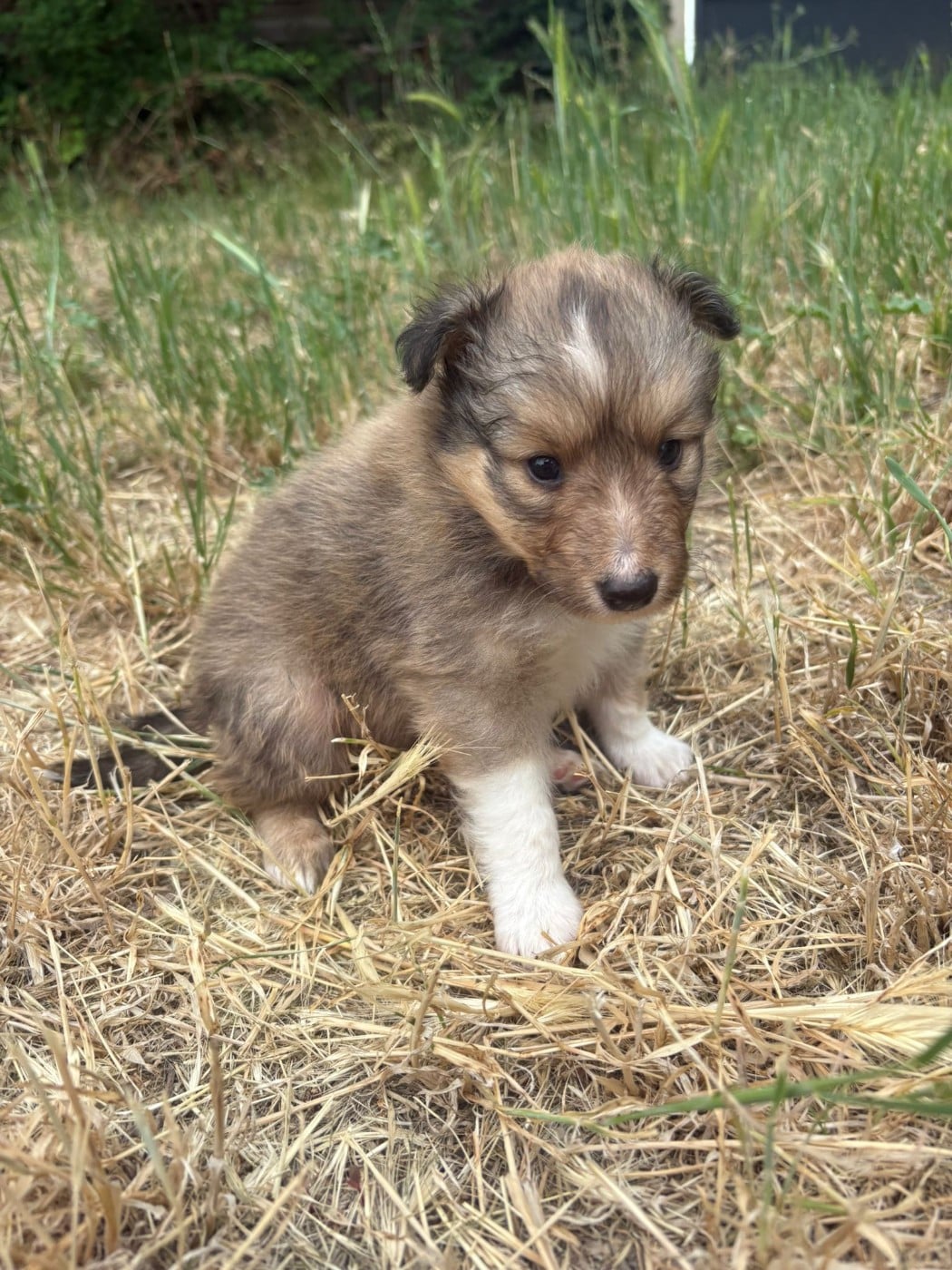 Chiot N°1