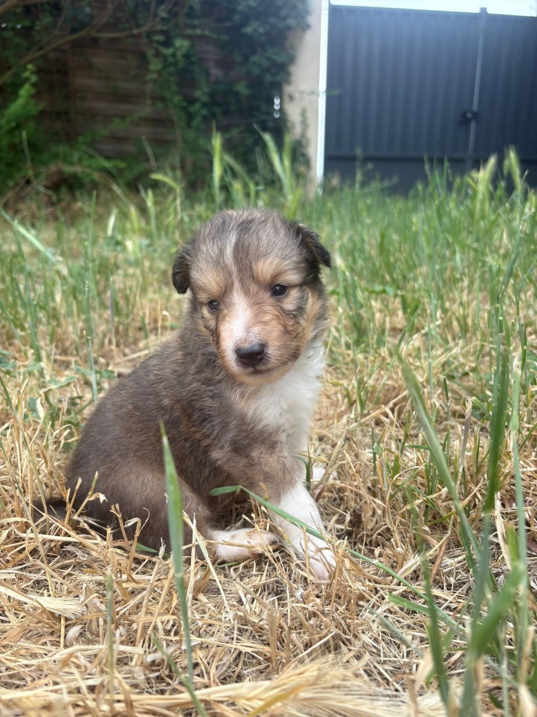 Chiot N°2